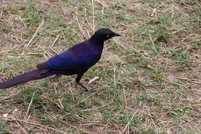 Maasai Mara - Bird