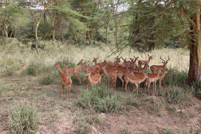 AjKenyaSafaris.com-Masaimarasafari.in - Antelopes