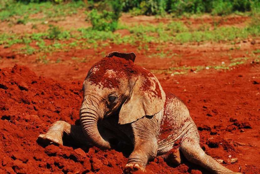 AjKenyaSafaris.com-Masaimarasafari.in - Baby Elephant