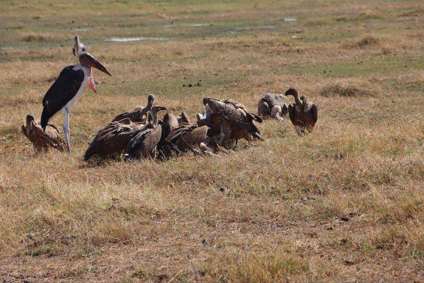 Safari to Masai Mara - picnic lunch