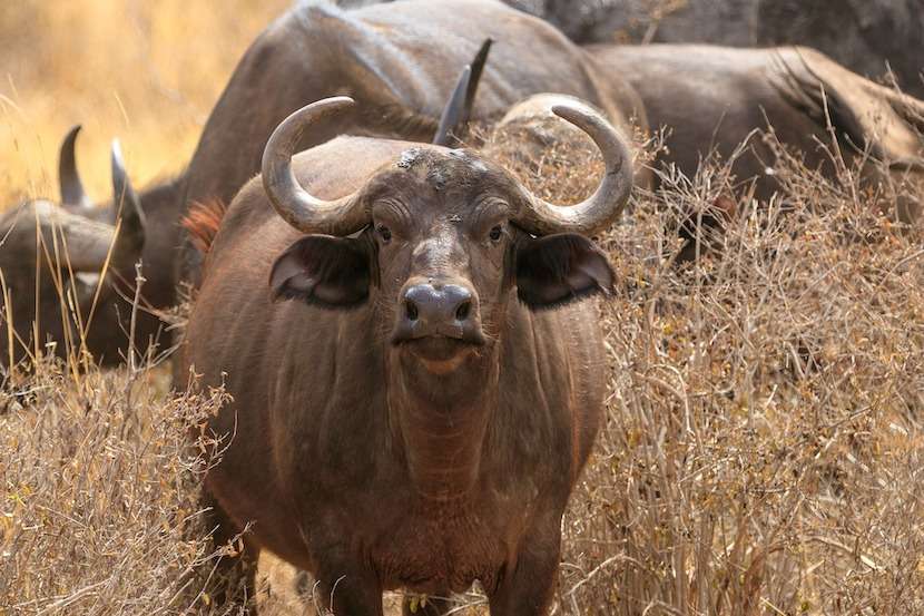 AjKenyaSafaris.com-Masaimarasafari.in - Buffalo