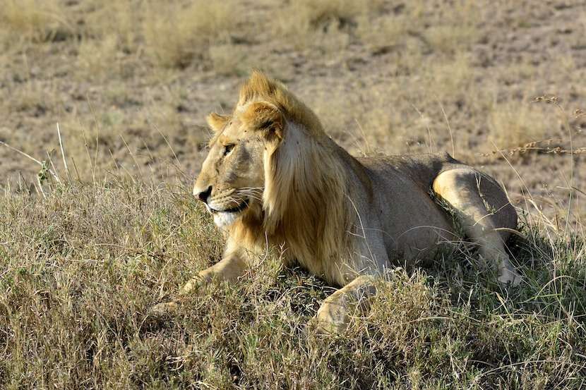 AjKenyaSafaris.com-Masaimarasafari.in - Lion