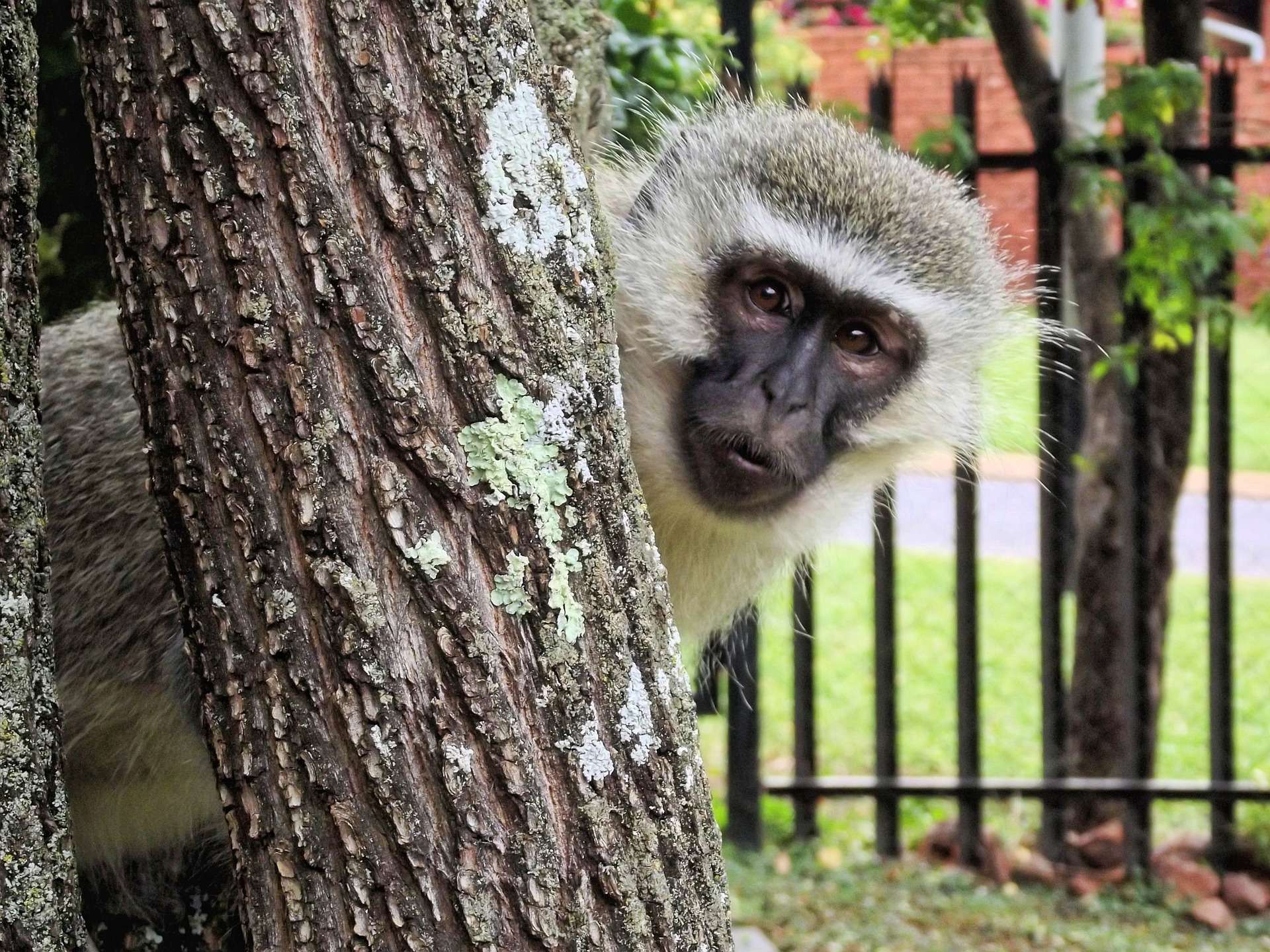 African Wildlife Safari - Monkey