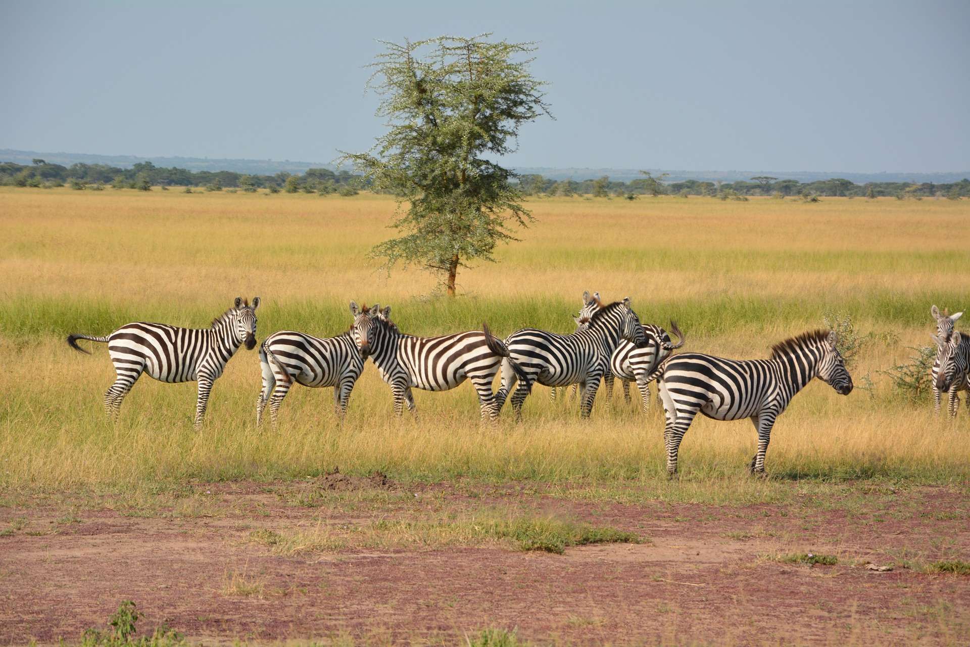 Zebra - Serengeti National Park