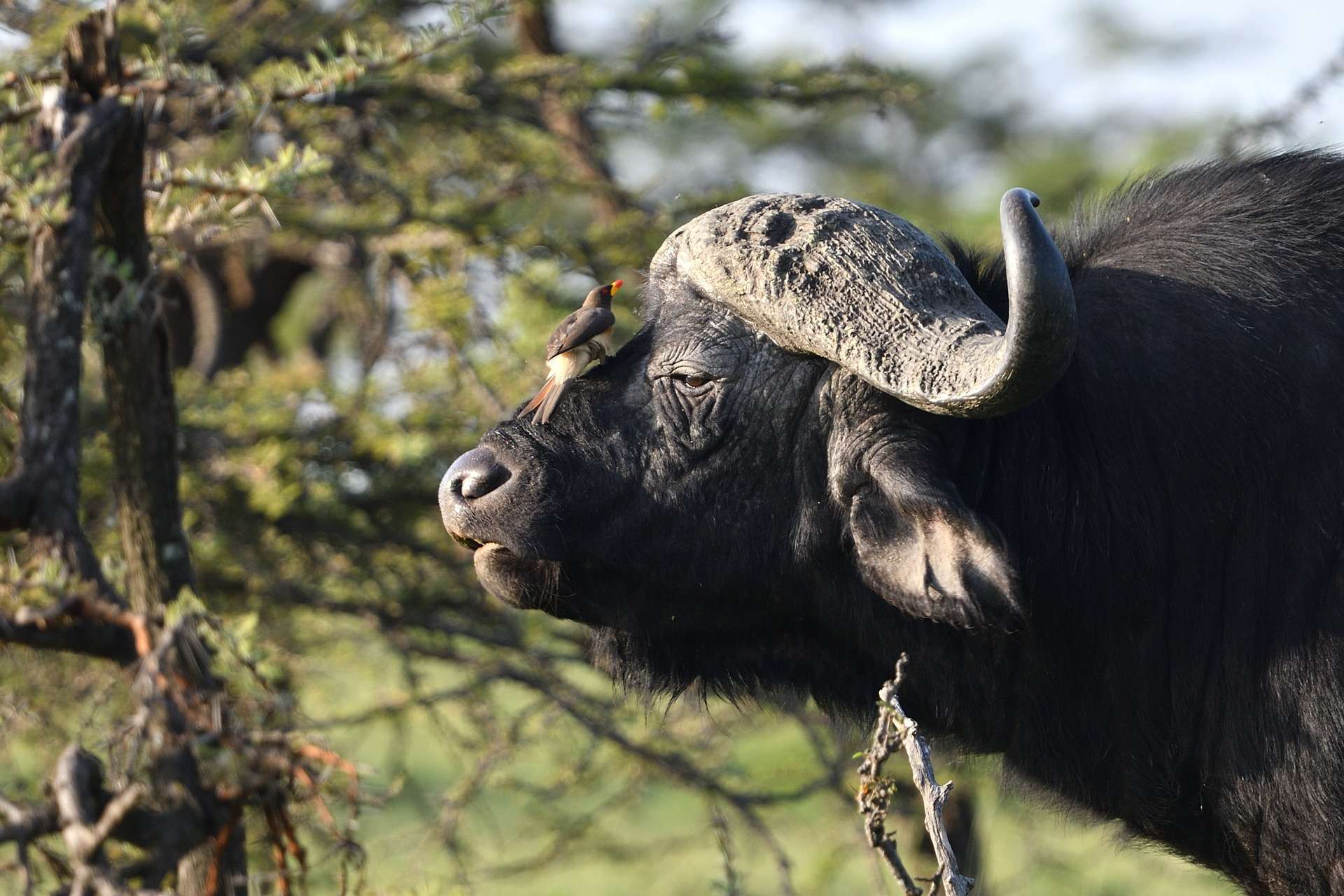 Buffalo - MasaiMaraSafari.in - Scarface Lion