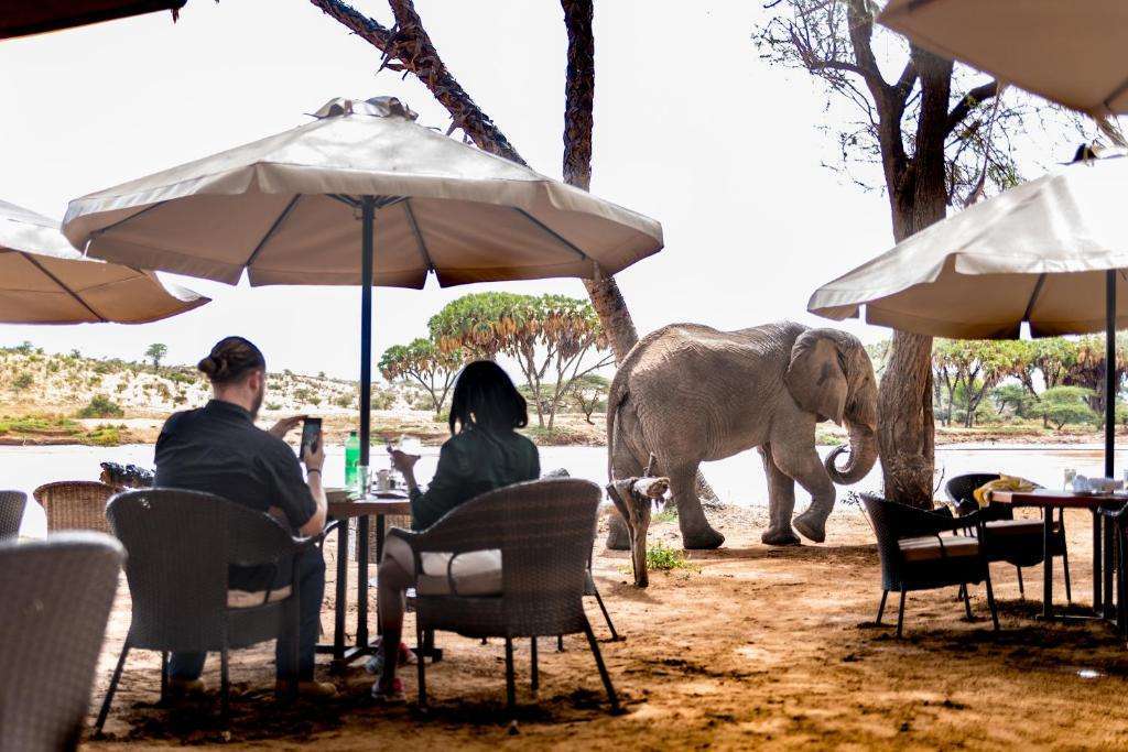 MasaiMaraSafari.in - Best Safari Camps and Lodges in Kenya