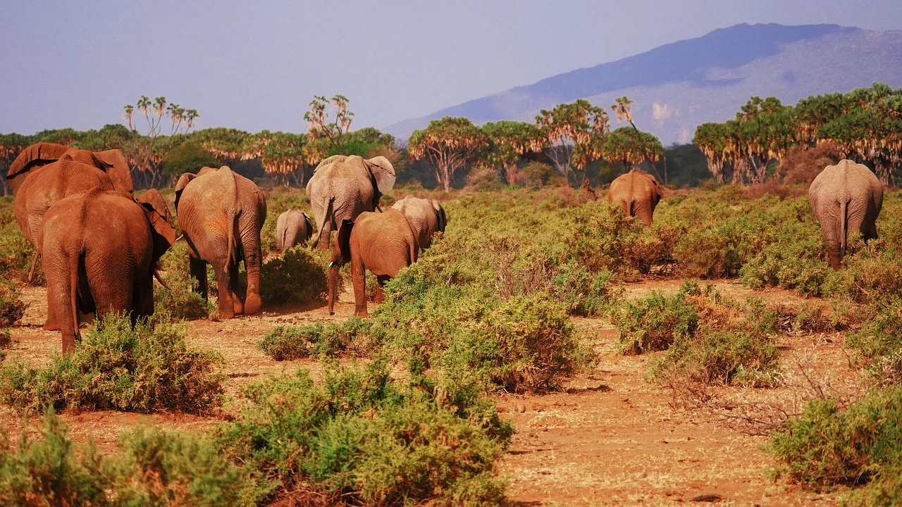Kenya tours from India - Elephants in Samburu Game Reserve.