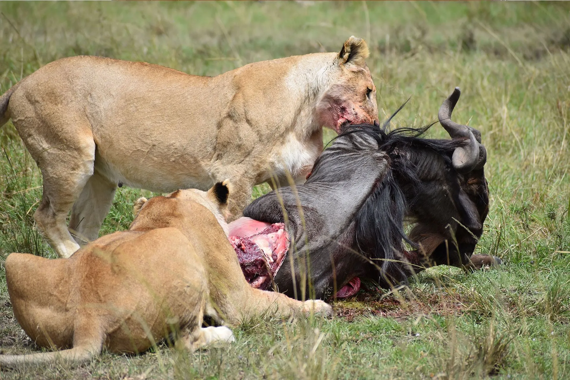 Kenya package Holidays - Lions feeding in Masai Mara national reserve.