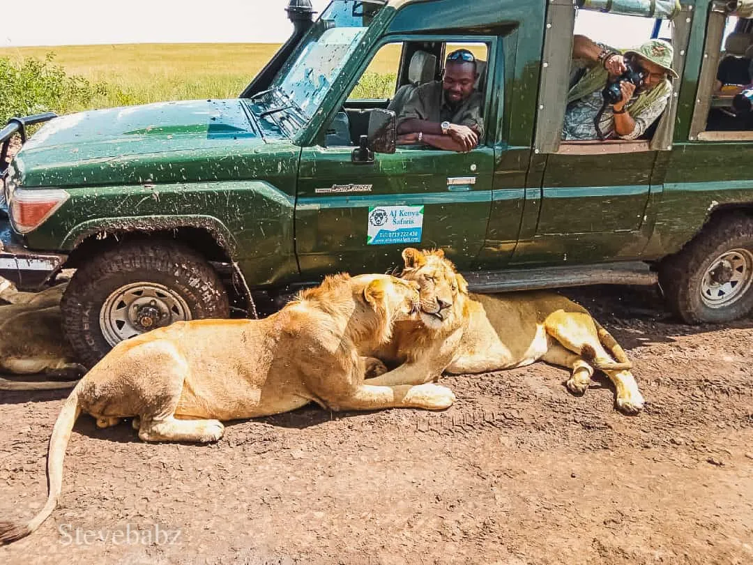 Our guest spotting lions in Lake Nakuru National Park - best kenya tours