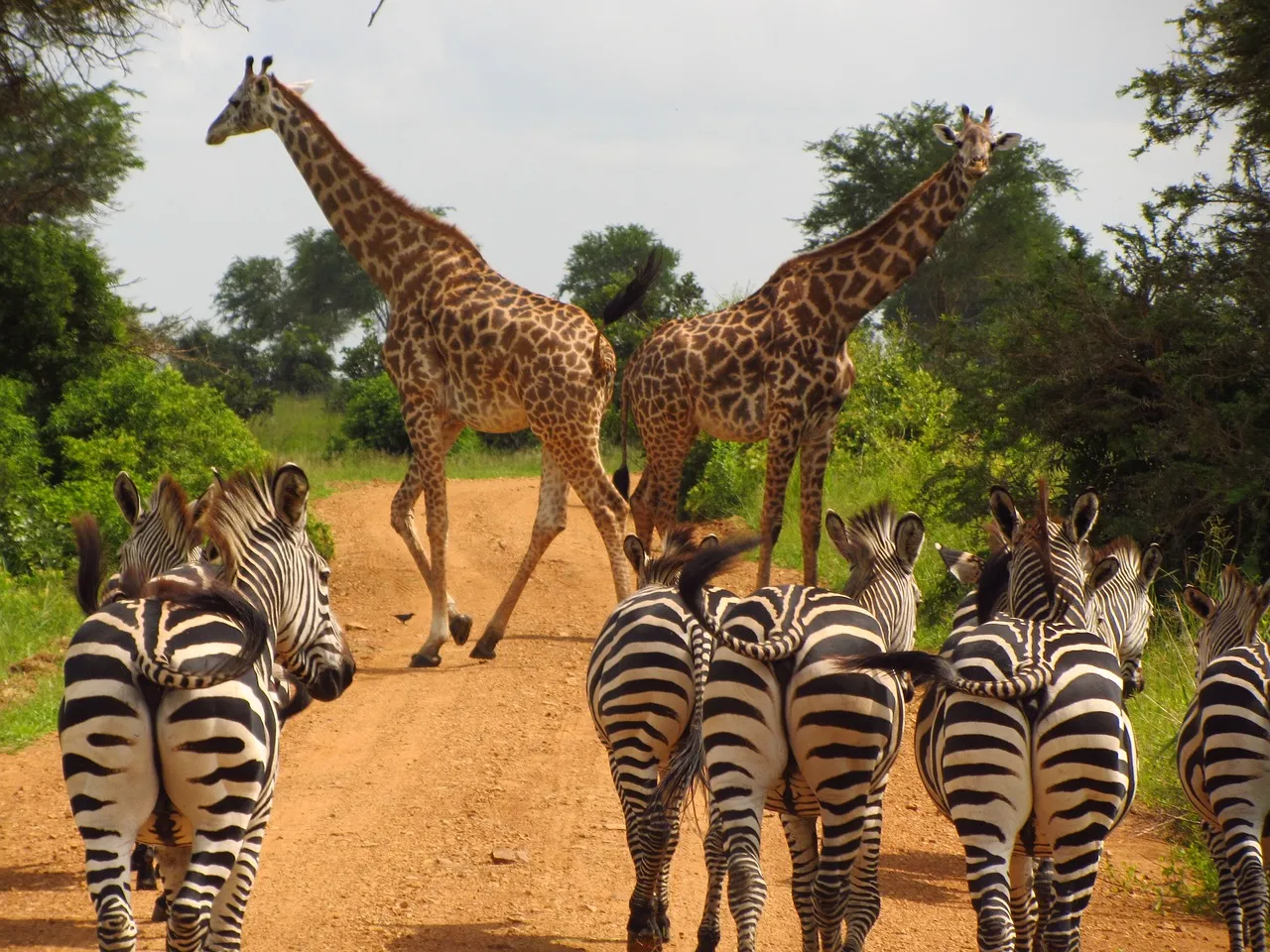 Zebras in Aberdare National Park - Kenya luxury tours