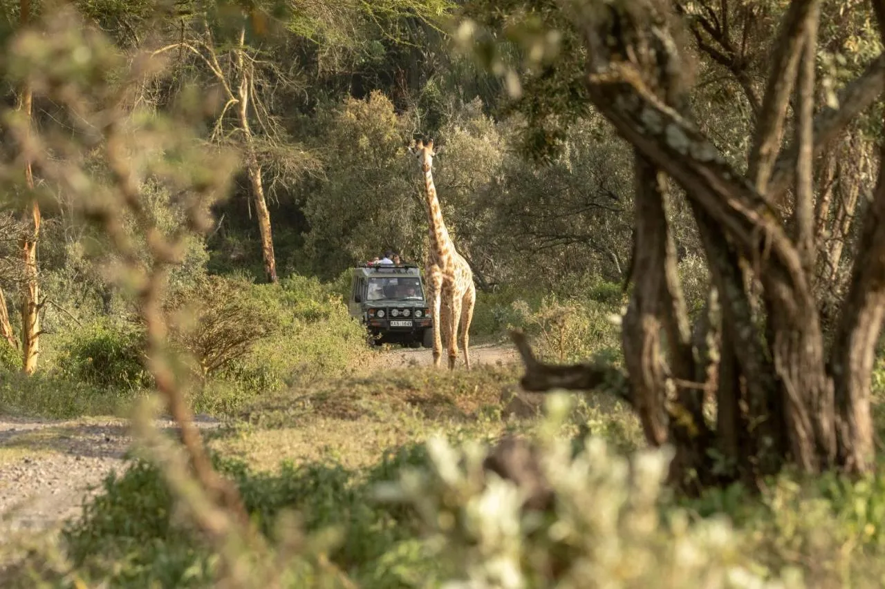 Kenya package holidays - Giraffe in Aberdare National Park