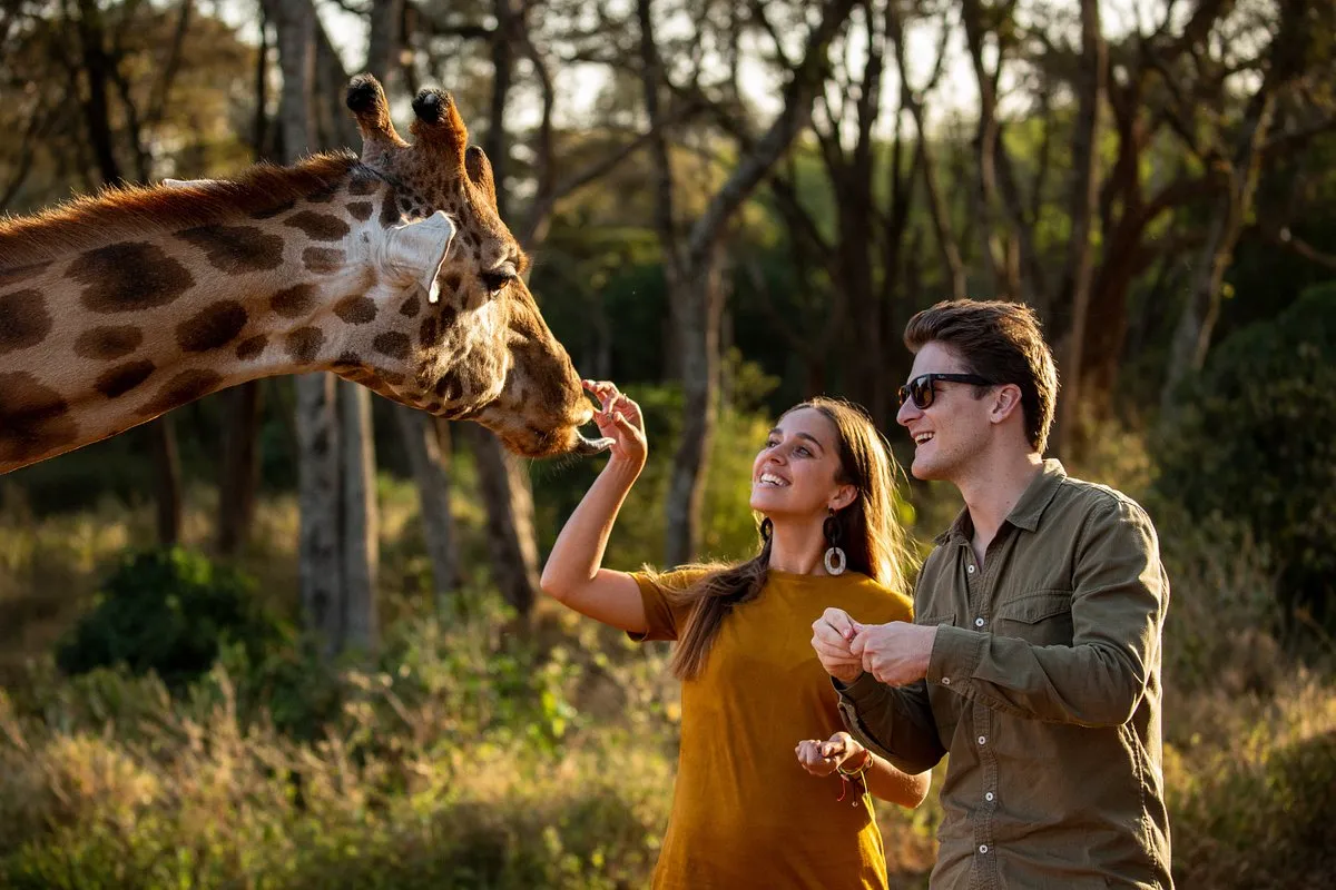 Feeding Giraffes- MasaiMaraSafari.in