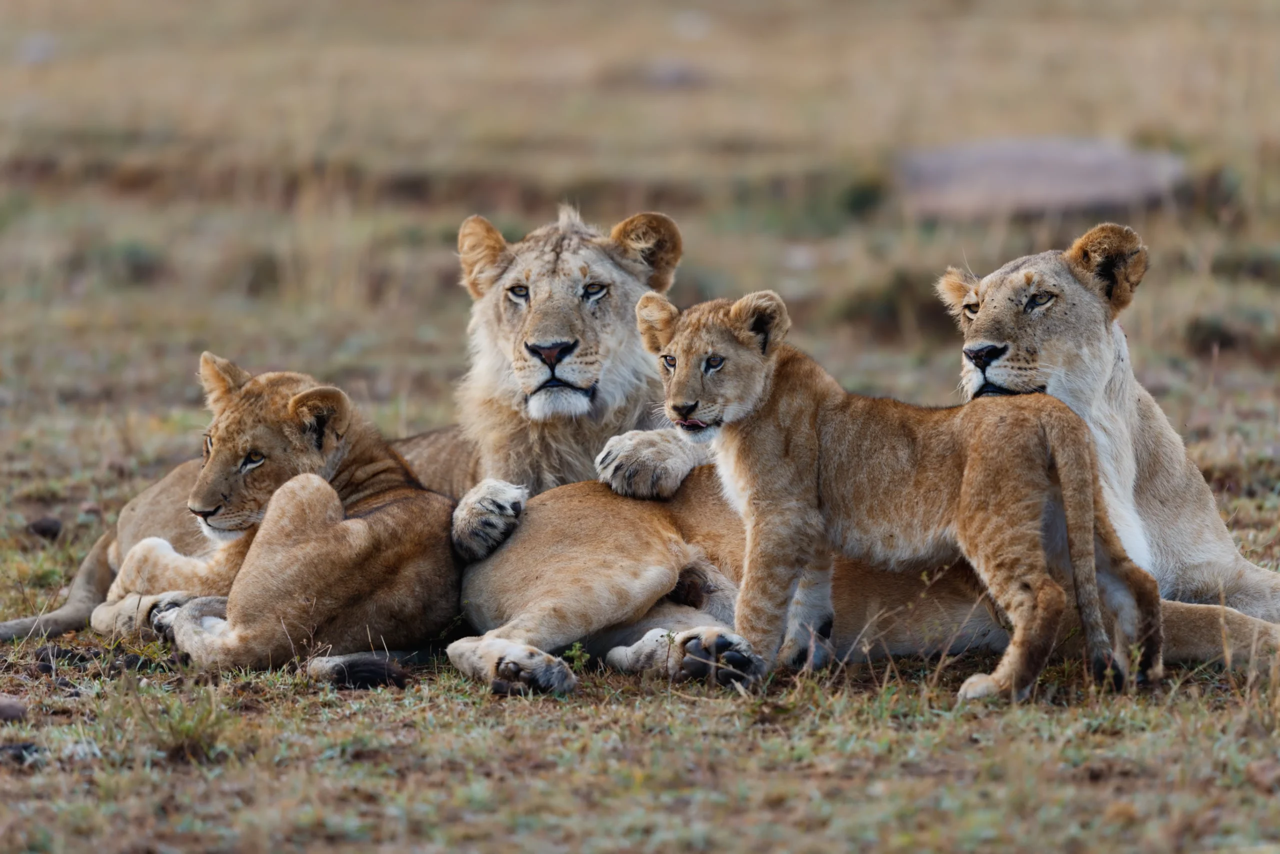 Pride of Lion in Masai Mara.