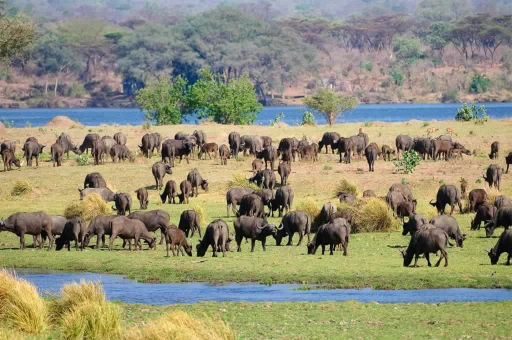 Buffaloes in Masai mara in Kenya.