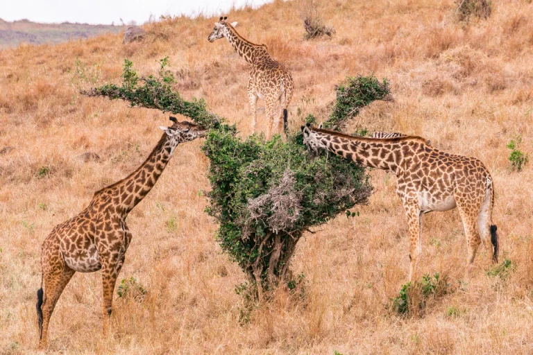 Giraffes