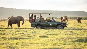 Morning Game drives