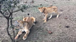 Lions at Masai mara reserve