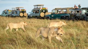 Game Drives in Maasai Mara